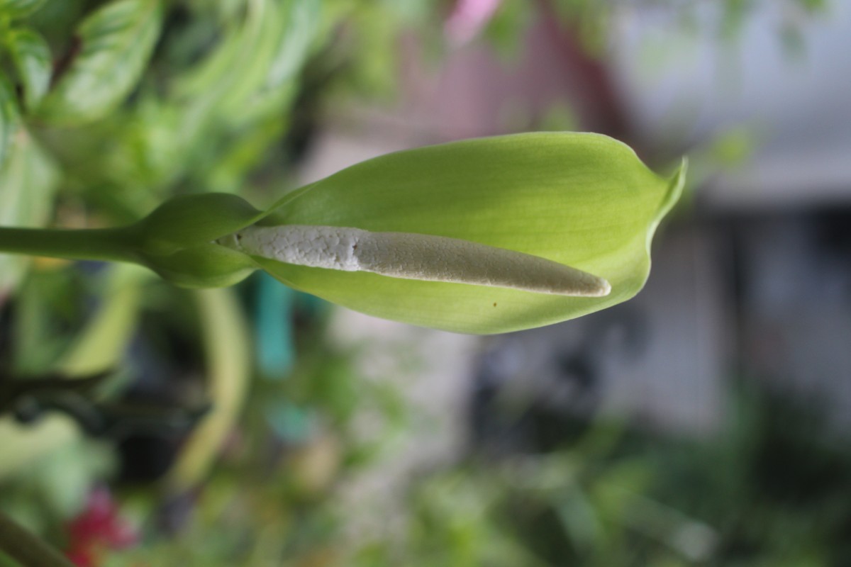 Alocasia sanderiana W.Bull